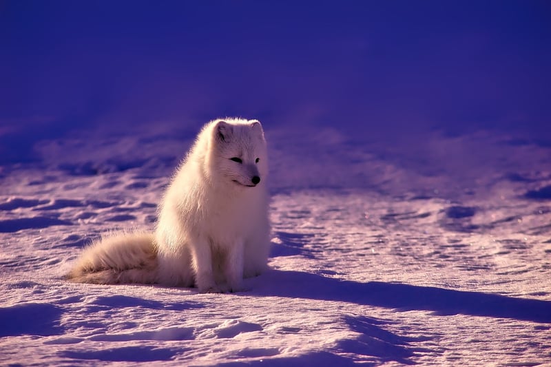 Arctic Escapes