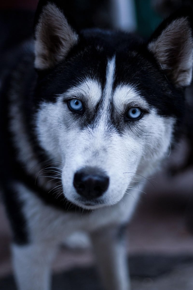 Dog Sledding